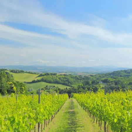 Sunny In Hills Tavullia